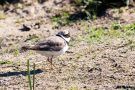 Flussregenpfeifer (Charadrius dubius)