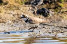 Flussregenpfeifer (Charadrius dubius)