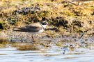 Flussregenpfeifer (Charadrius dubius)