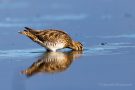 Bekassine (Gallinago gallinago) im Rheindelta an der Fußacher Bucht