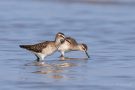 Bruchwasserläufer (Tringa glareola) am rechten Rheindamm