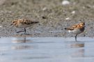 Zwergstrandläufer (Calidris minuta) am rechten Rheindamm