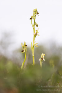 Ophrys araneola - Kleine Spinnenragwurz