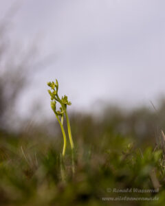 Lusus der Ophrys araneola
