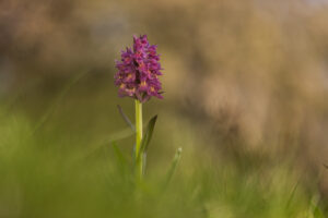 Orchideen-Zeit: Holunder-Knabenkraut