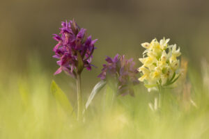 Orchideen-Zeit: Verschiedenfarbiges Holunder-Knabenkraut