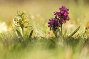 Orchideen-Zeit: Verschiedenfarbiges Holunder-Knabenkraut