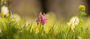 Orchideen-Zeit: Holunder-Knabenkraut