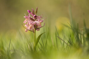 Orchideen-Zeit: Holunder-Knabenkraut