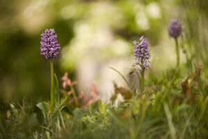 Orchideen-Zeit: Affen-Knabenkraut