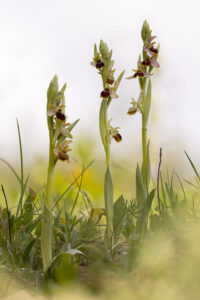 Orchideen-Zeit: Hybriden aus Kleiner Spinnen-Ragwurz und Hummel-Ragwurz