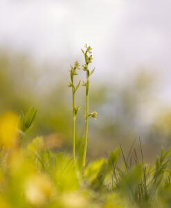 Orchideen-Zeit: Lusus der Kleinen Spinnen-Ragwurz