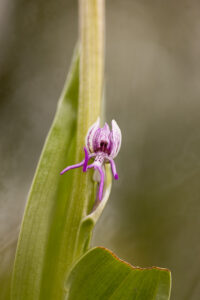 Orchideen-Zeit: Blüte des Affen-Knabenkrauts