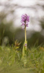 Orchideen-Zeit: Affen-Knabenkraut