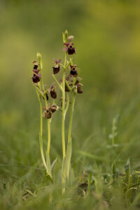 Orchideen-Zeit: Große Spinnen-Ragwurz