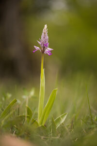 Orchideen-Zeit: Helm-Knabenkraut