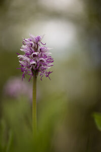 Orchideen-Zeit: Affen-Knabenkraut