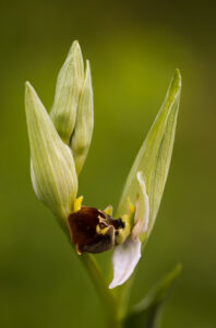 Orchideen-Zeit: Hummel-Ragwurz