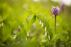 Orchideen-Zeit: Affen-Knabenkraut mit Salomonssiegel