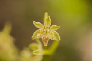 Orchideen-Zeit: Lusus der Kleinen Spinnen-Ragwurz (Blüte)