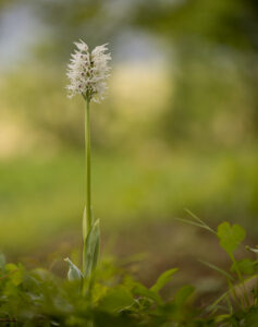 Orchideen-Zeit: Weißes Affen-Knabenkraut