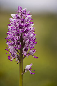 Orchideen-Zeit: Hybride zwischen Helm-Knabenkraut und Affen-Knabenkraut (Orchis militaris X Orchis simia)