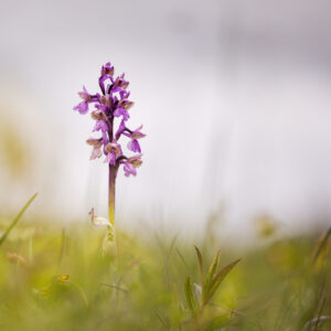 Orchideen-Zeit: Kleines Knabenkraut Grasberg Bergheim