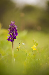 Orchideen-Zeit: Kleines Knabenkraut Grasberg Bergheim