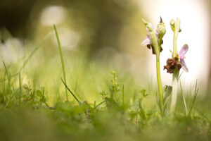 Orchideen-Zeit: Hummel-Hybride am Deutschen Soldatenfriedhof Bergheim