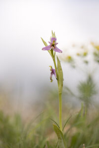 Issleri (Lusus der Hummel-Ragwurz)