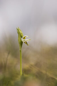 Orchideen-Zeit: Issleri (Lusus der Hummel-Ragwurz)