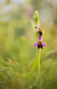 Orchideen-Zeit: Hybride aus Hummel- und Fliegen-Ragwurz