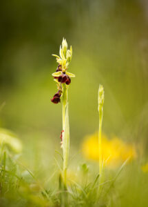 Hybride aus Hummel- und Fliegen-Ragwurz