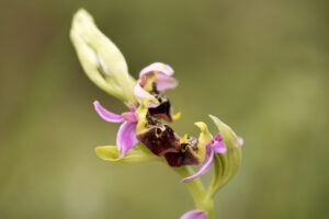 Orchideen-Zeit: Hummel-Ragwurz