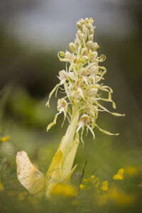 Orchideen-Zeit: Bocks-Riemenzunge