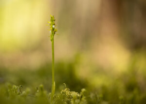 Orchideen-Zeit: Korallenwurz