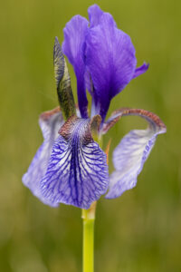 Orchideen-Zeit: Sibierische Schwertlilie am Mindelsee