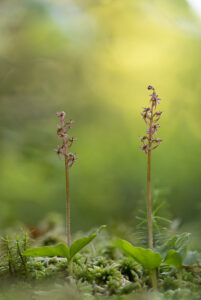 Orchideen-Zeit: Kleines Zweiblatt