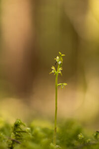 Orchideen-Zeit: Korallenwurz