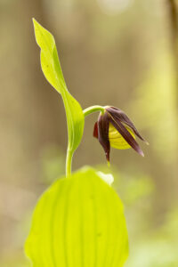 Orchideen-Zeit: Gelber Frauenschuh