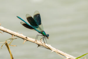 Höchenschwand-Sommer 2024 - Gebänderte Blauflügel-Prachtlibelle mit Beute