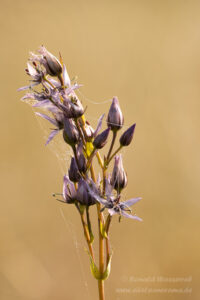 Sumpfstern (Blauer Tarant)