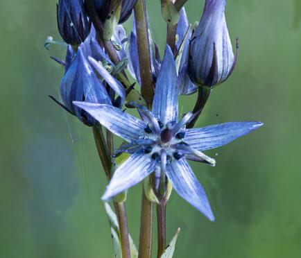 Sumpfstern (Blauer Tarant)