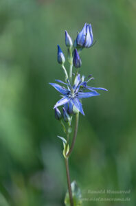 Sumpfstern (Blauer Tarant)