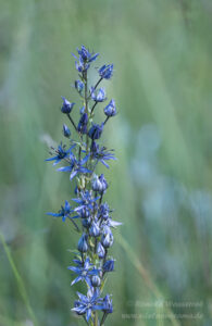 Sumpfstern (Blauer Tarant)