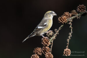 Vogelkijkhutten - Bindenkreuzschnabel