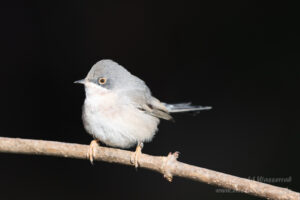 Vogelkijkhutten - Samtkopf-Grasmücke (Weibchen)