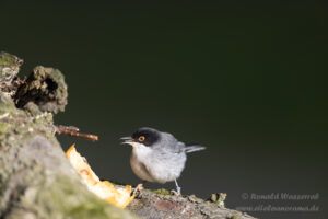 Vogelkijkhutten - Samtkopf-Grasmücke (Männchen)