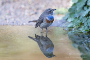 Vogelkijkhutten - Blaukehlchen