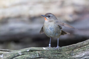 Vogelkijkhutten - Rubinkehlchen